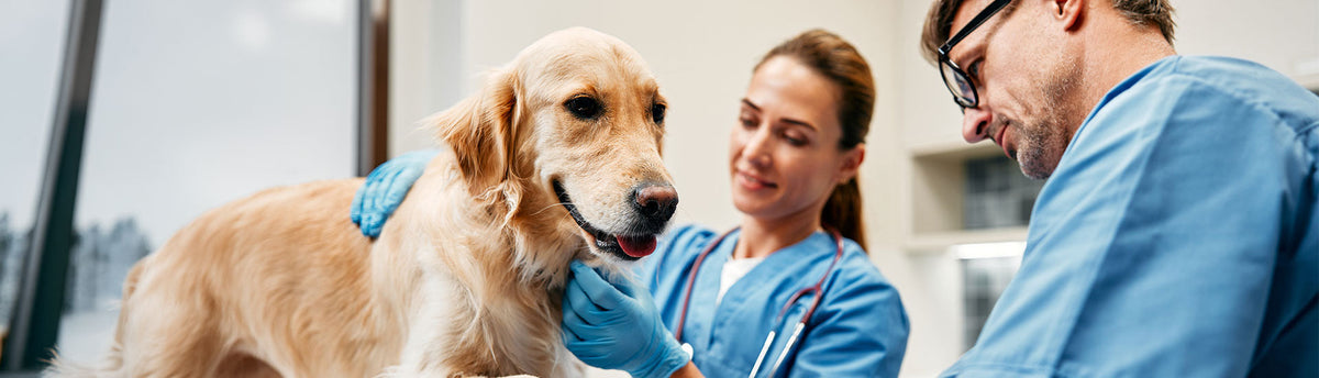 How Often Should Your Dog See A Vet?