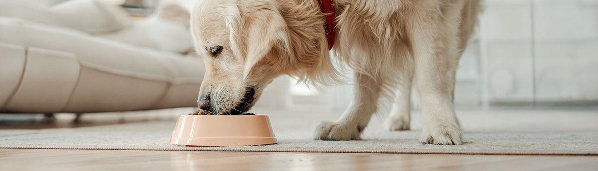 Your Dog's Hiccups, Burps & Other Tummy Upsets