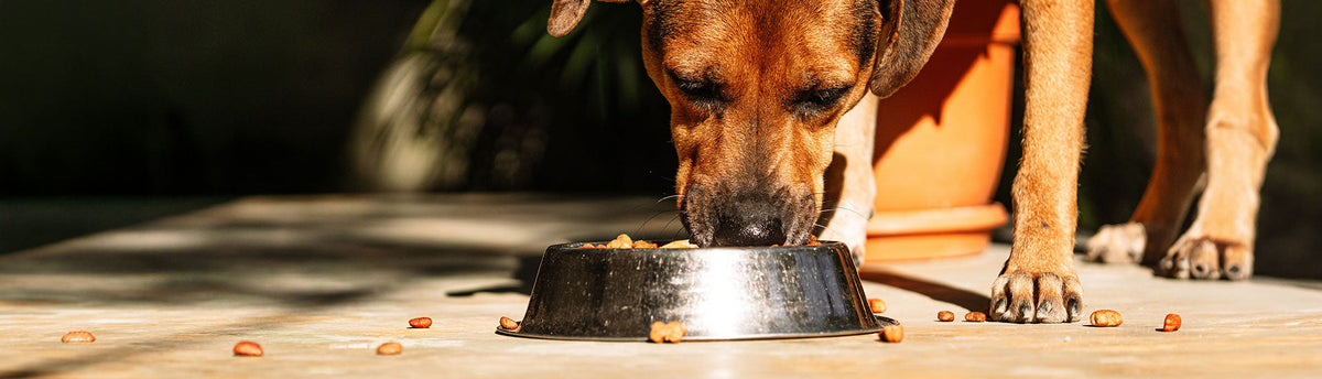 How To Keep Your Dogs Digestion In Check Over The Holidays