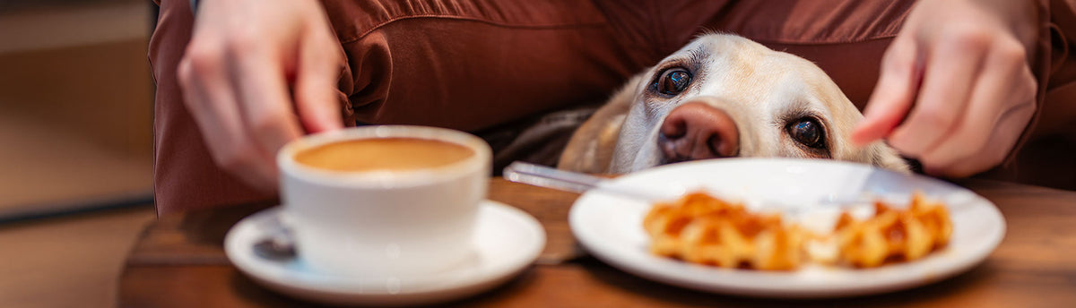 Improving Dog Health - Weight, Digestion & Stress