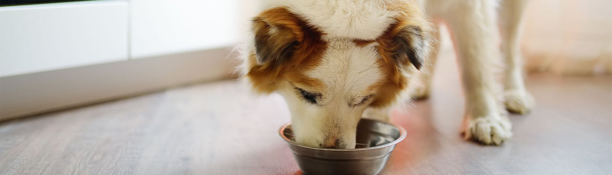 How To Keep Your Dog's Digestion In Check