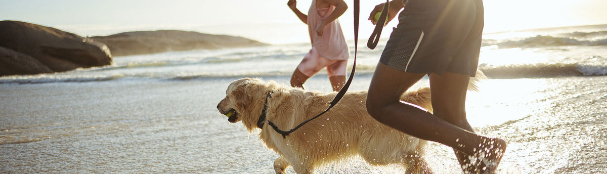 Common Joint Issues In Dogs & How To Manage Them