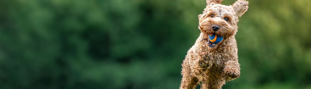 How To Manage Your Pets Holiday Stress
