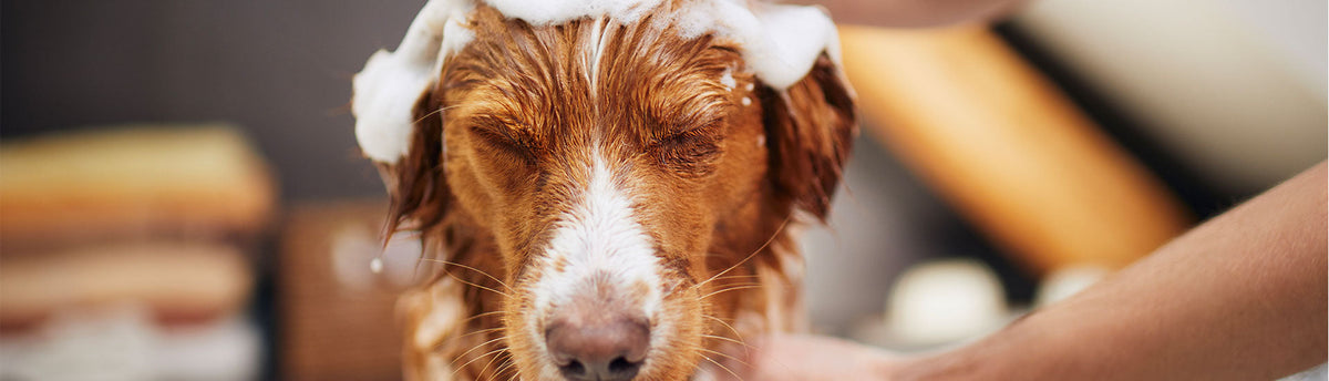 Tips On How To Choose A Dog Groomer