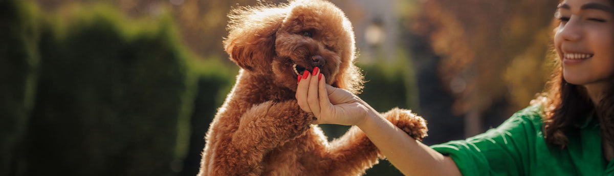 How To Stop Your Dog From Begging For Food