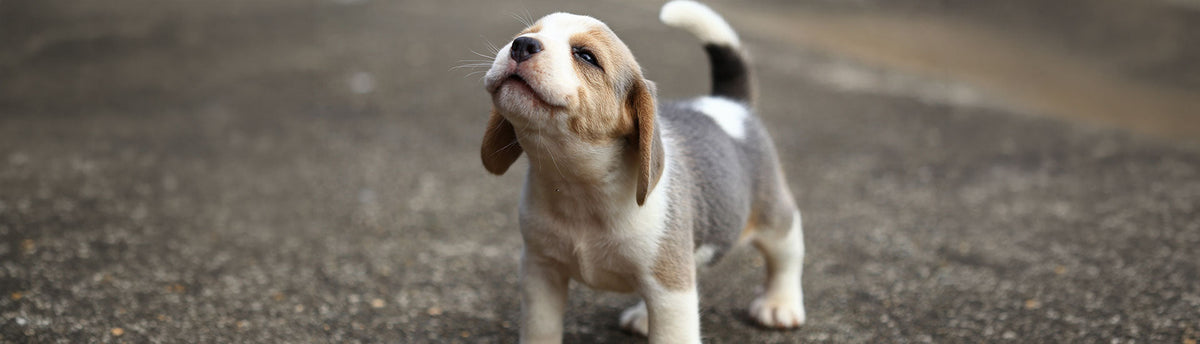 Guide To How Much You Should Be Feeding Your Pup