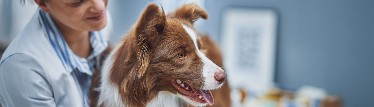 How To Choose The Right Vet For Your Dog