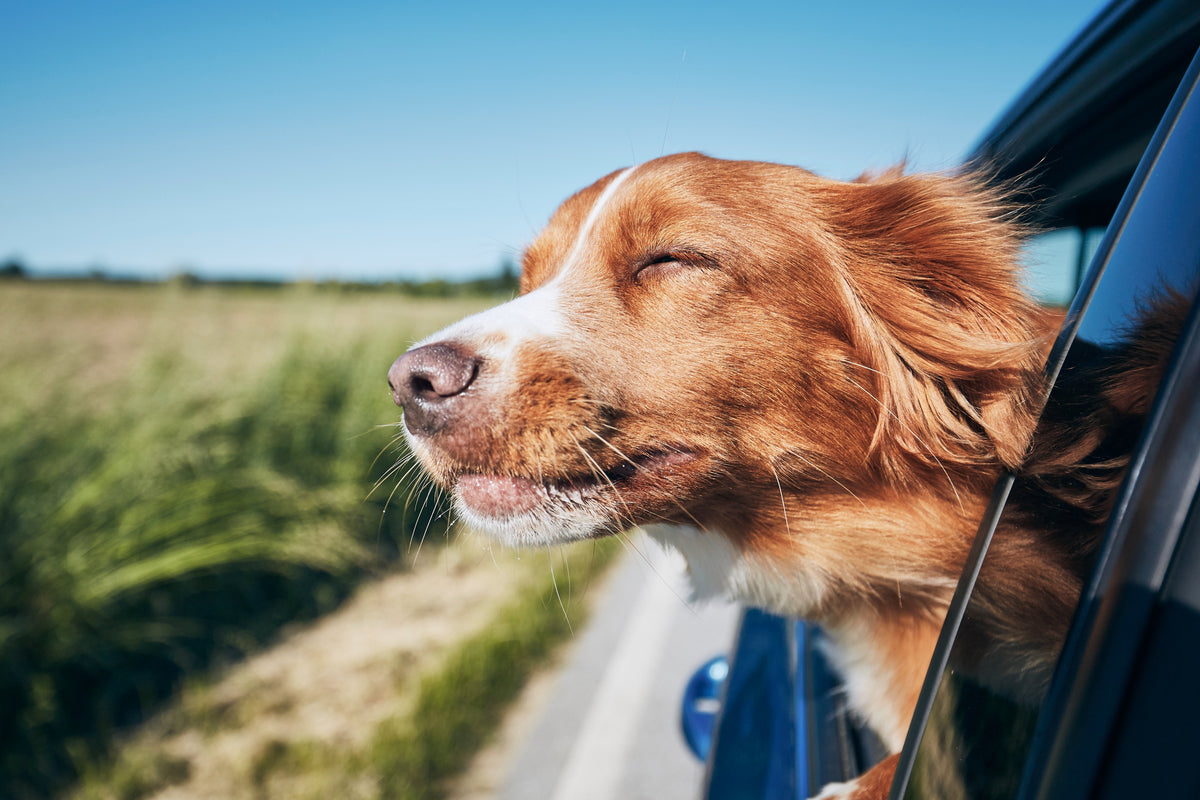 PAW HepatoAdvanced® Liver Support - New Moisture Barrier Film Coating