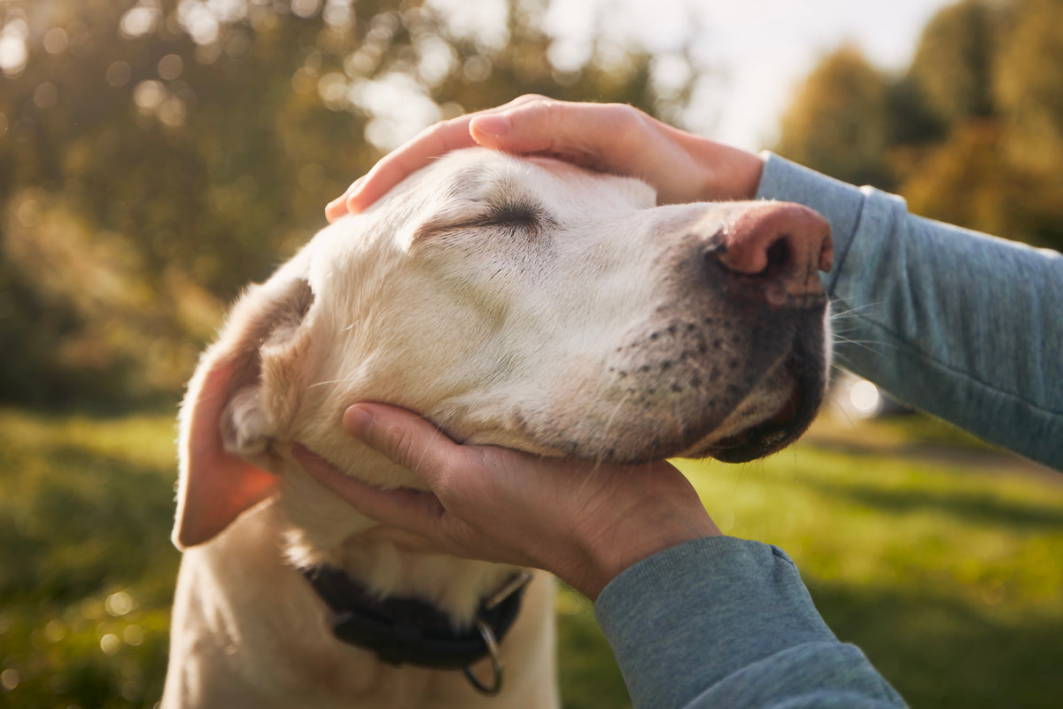 Liver Disease In Dogs And Cats