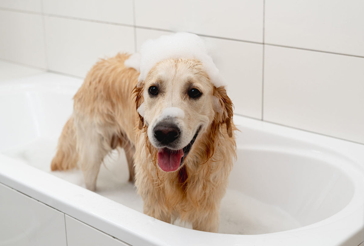 Choosing the Right Shampoo for Your Pet