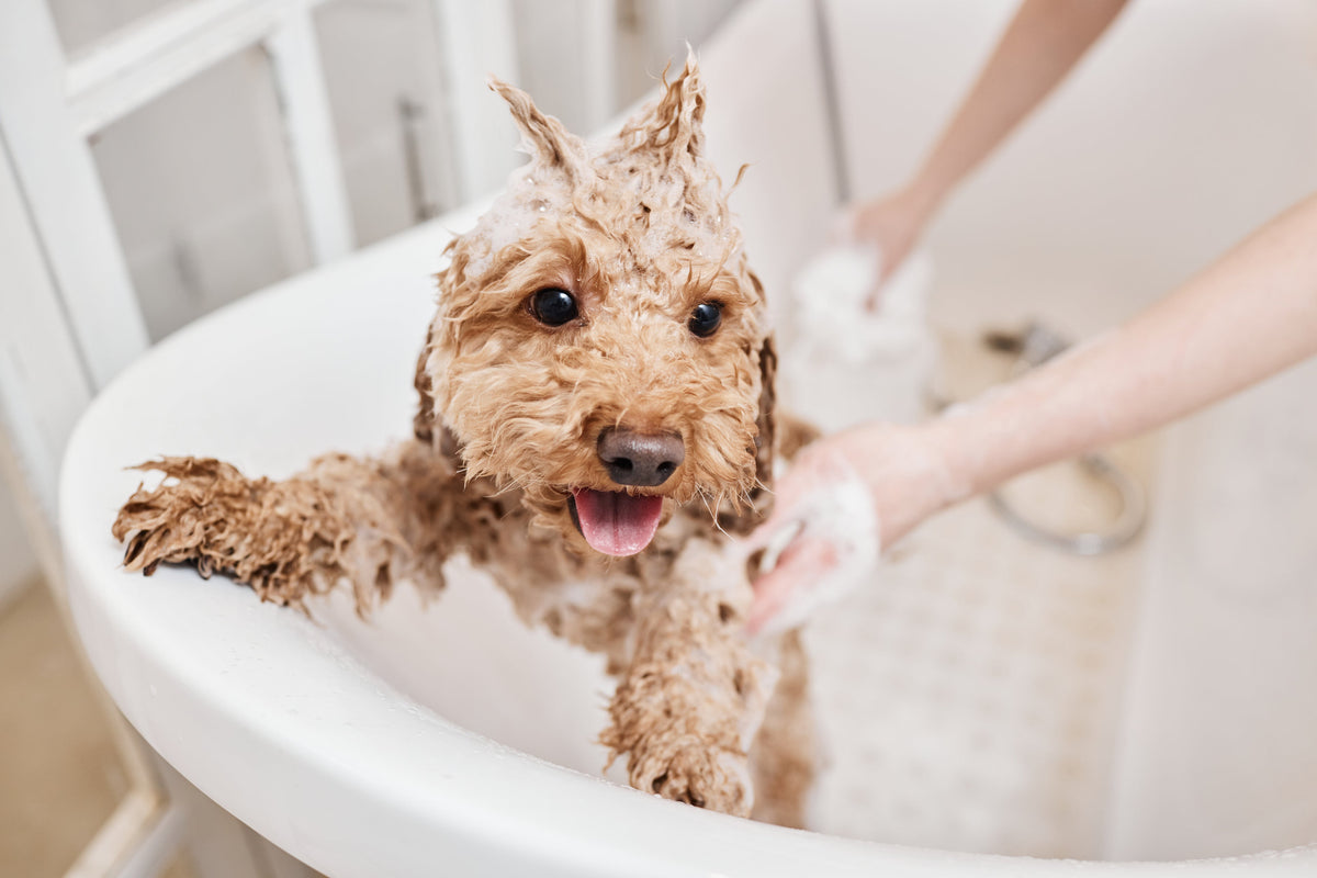 Why Does Your Pet Need Conditioner?