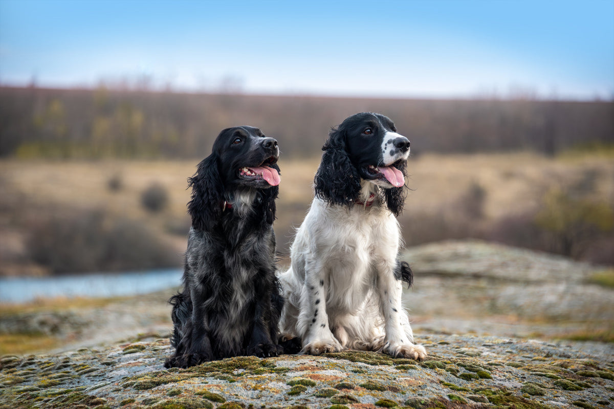 How and When to Clean Your Pet’s Ears