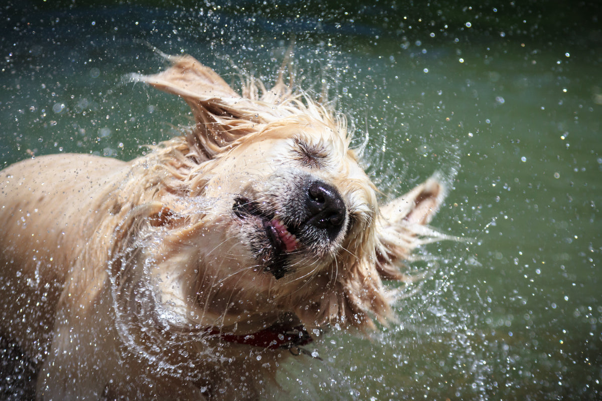 How To Manage Skin Conditions In Dogs