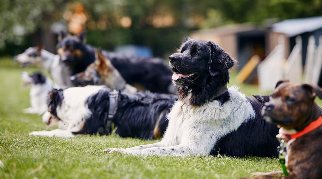 5 Steps To Managing Chronic Dog Conditions