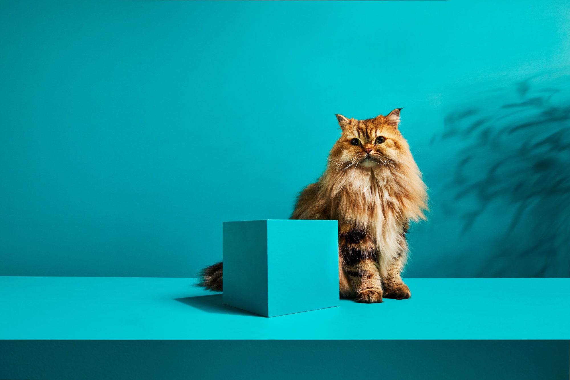 Skin and Coat Health