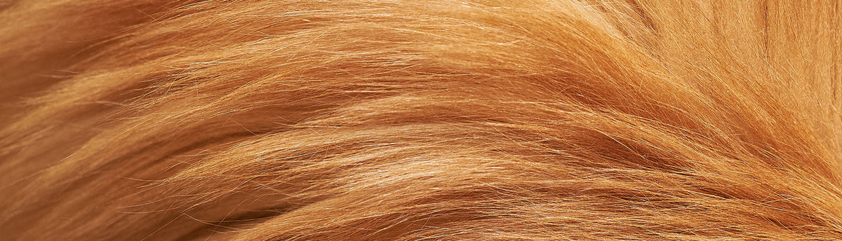 Skin and Coat Health