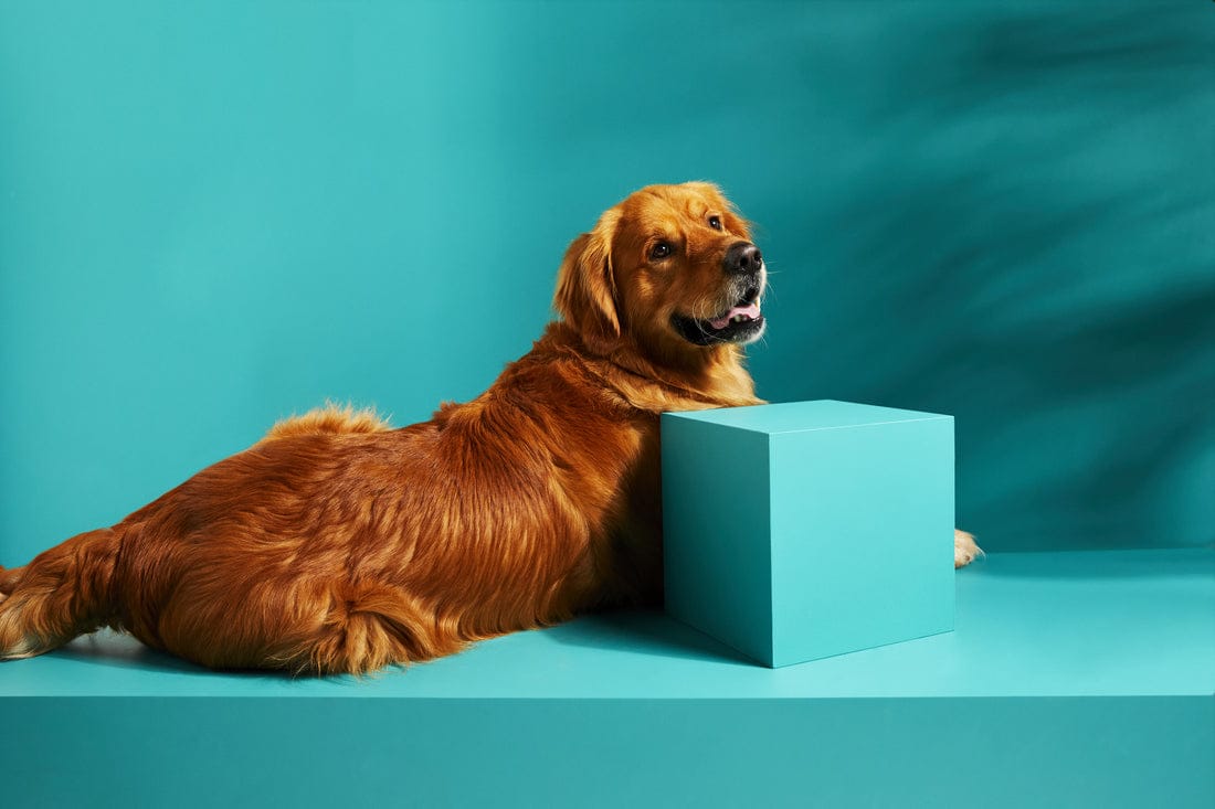 FAQs Pure Animal Wellbeing PAW faqs-pure-animal-wellbeing-paw