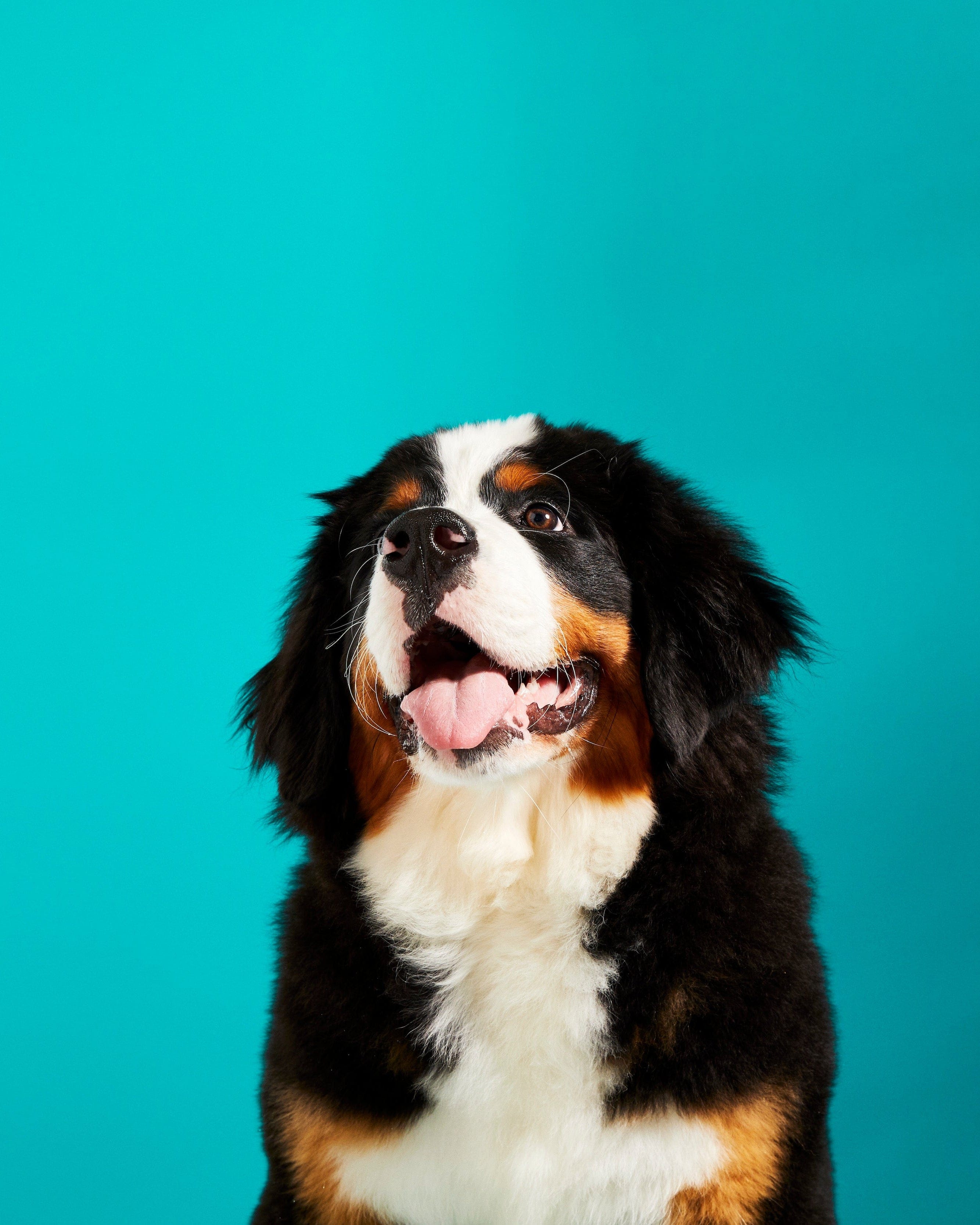 Bernese Mountain dog with a blue background