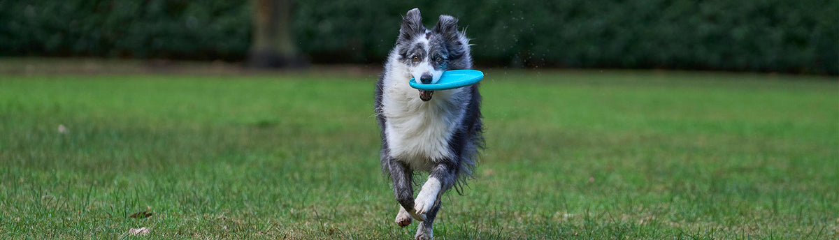 A black and white dog running on a green grass lawn, holding a bright blue frisbee in its mouth.