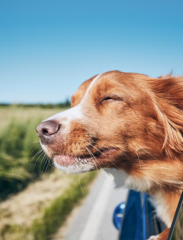 A close-up side profile of a happy brown and white dog with its eyes closed, sticking its head out of a car window on a sunny road with a blue sky and green field in the background.