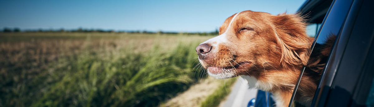 A golden-brown and white dog with its eyes closed, sticking its head out of a car window on a sunny day with a grassy field in the background.