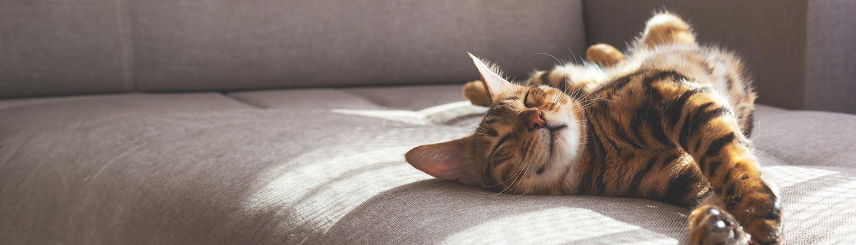 A fluffy brown and black tabby cat lies on its back on a light gray fabric sofa, basking in warm sunlight.