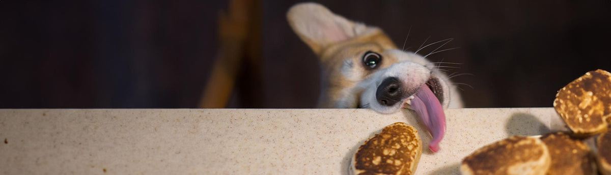A close-up of a dog peeking over a counter with its tongue out, surrounded by several golden-brown pancakes on a light beige surface against a dark background.