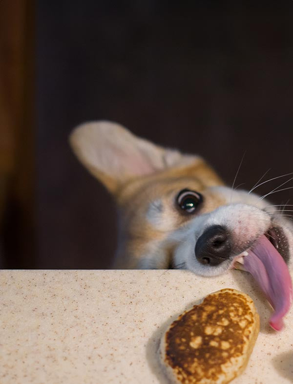 A close-up lifestyle shot of a corgi dog with its tongue out, looking at a small cooked pancake on a speckled beige countertop.