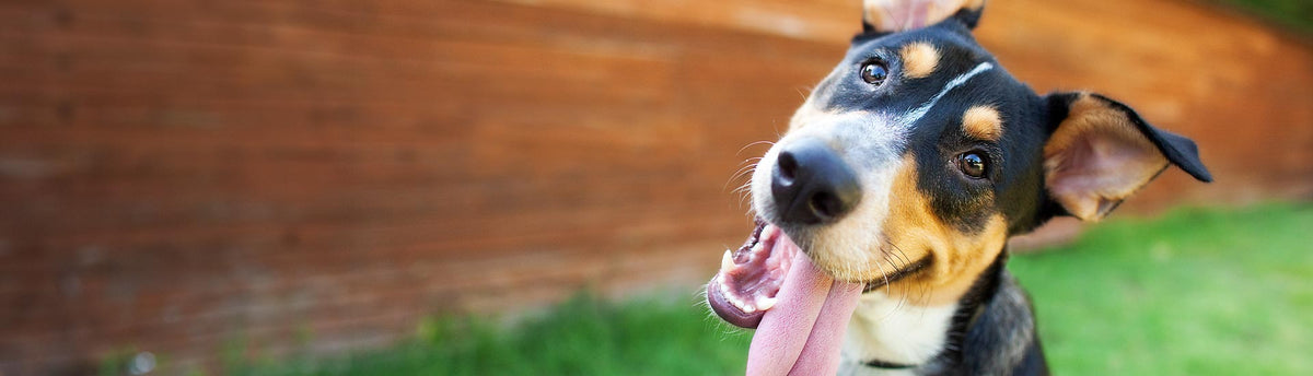 A close-up of a black, tan, and white dog with its tongue out, standing outdoors in front of a wooden fence and green grass.