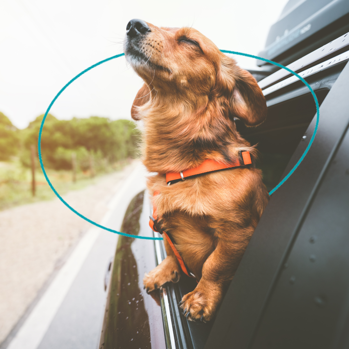 A small brown dachshund dog leans its head out of an open car window, wearing an orange harness. A teal circular overlay highlights the harness area.
