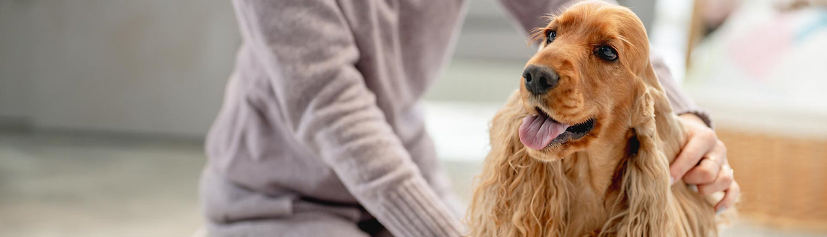 A golden retriever dog with long wavy fur looks up while being gently held by a person wearing a light purple knit sweater in a softly blurred indoor setting.
