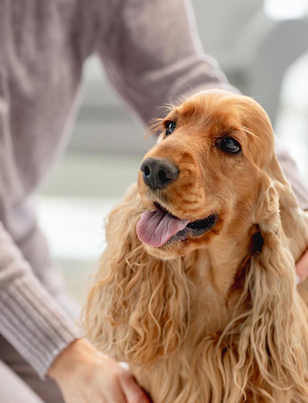 A close-up of a golden Cocker Spaniel dog with its tongue out, being pet by a person wearing a light gray sweater in a softly blurred indoor setting.