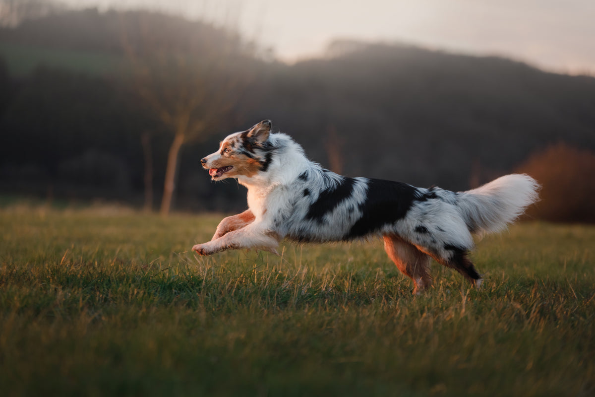Dog running on a grassy field with a blurred background