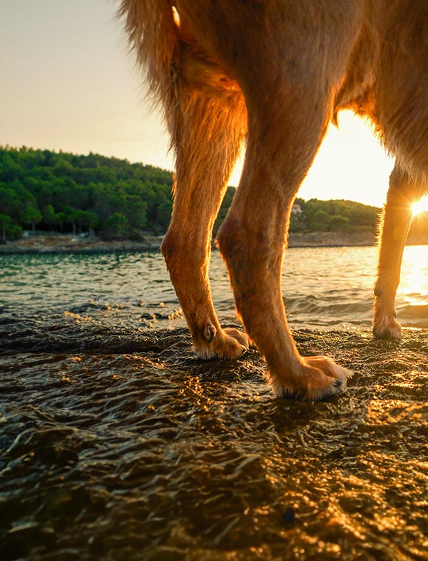 A close-up lifestyle shot of a golden retriever's legs standing in shallow water at sunset, with the warm sun reflecting off the wet water and a forested shoreline in the background.