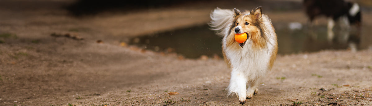A fluffy collie dog running on a dirt path outdoors while holding an orange ball in its mouth.