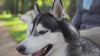 Close-up of a Siberian Husky relaxing outdoors in a sunny park, with a person seated in the background and soft greenery surrounding the scene.