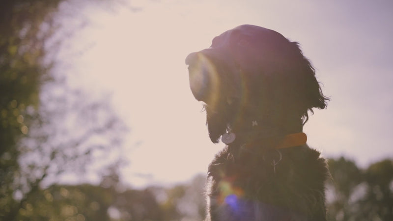 Black spaniel dog enjoying time outdoors in warm sunlight, showcasing an active and healthy lifestyle in nature.