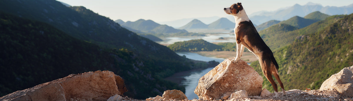 A black and white dog stands on a large rock overlooking a scenic mountain valley with a winding river, with hazy blue mountains in the background.