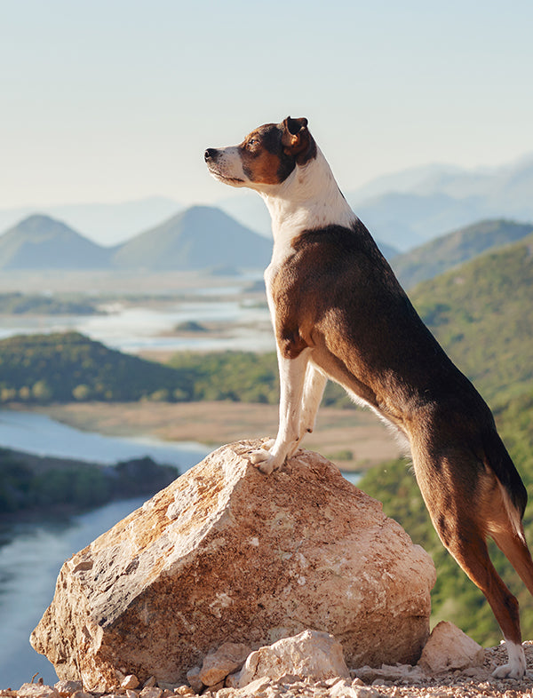 A brown and white dog stands on a large rock overlooking a scenic river valley with mountains in the background.