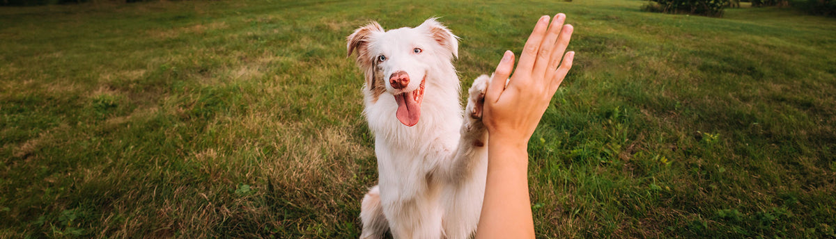 A white dog with pink eyes and a pink tongue stands on a grassy field, raising one paw to high-five a person whose arm and hand are visible in the foreground.