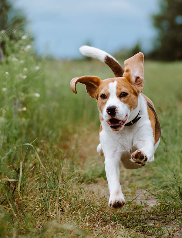 A beagle dog running happily on a grassy path outdoors.