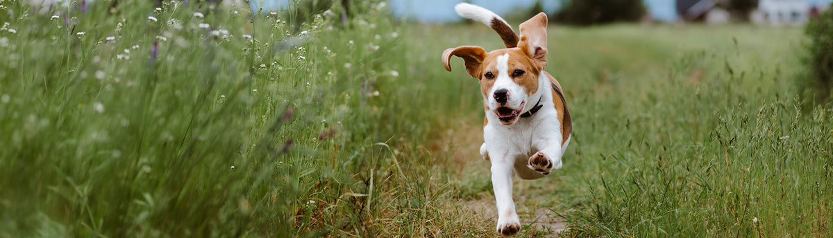 A brown and white beagle dog running happily down a dirt path in a lush green field.